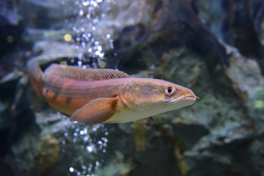 Snakehead fish, featured in our Fresh Fish w/ Flaming Chili Oil, a favorite dish served at Chinatown's Z & Y Restaurant