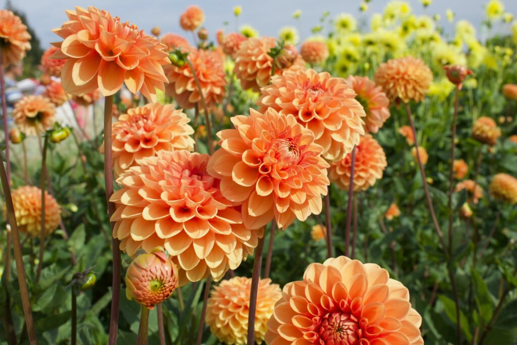 Dahlia Bloom